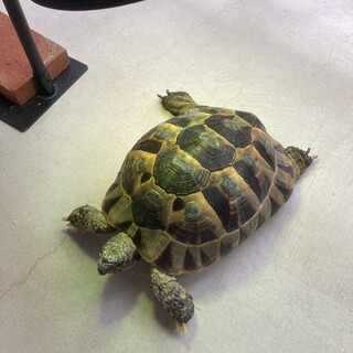 リクガメ　里親