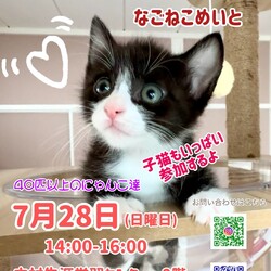 ねこの譲渡会