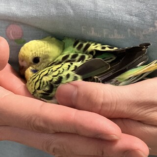 2羽のインコのヒナ