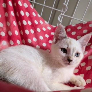 人が好きすぎるゴロスリの男の子たち♪