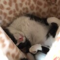 ハチワレ子猫♀