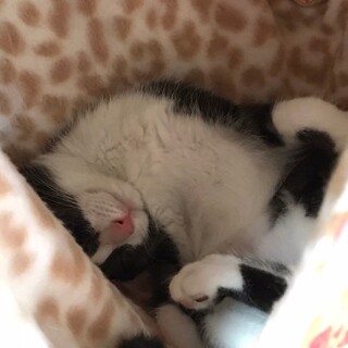 ハチワレ子猫♀
