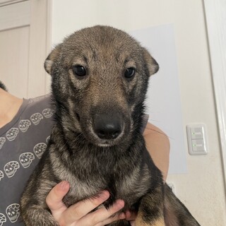 素敵なご縁がありました人も犬も猫も大好きな男の子