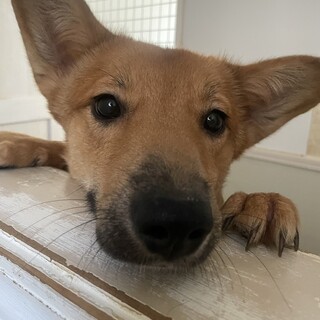 性格はなまる君