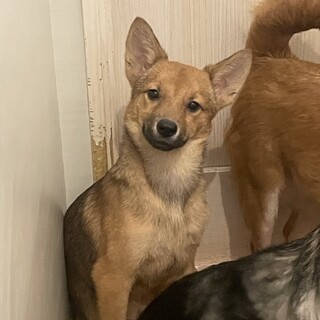 素敵なご縁がありました人懐こく可愛い男の子