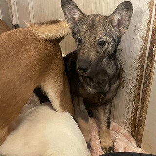 素敵なご縁がありましたお目目が可愛らしい男の子