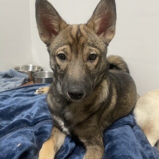 素敵なご縁がありましたお耳がピンと可愛い優しい子