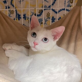 [お見合い歓迎]おっとり、癒し系メロ君♥︎