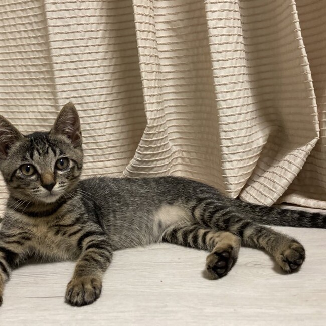 つばめのカバー写真