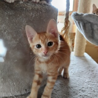 天真爛漫の可愛い茶トラ　まる