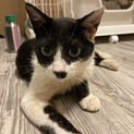 人懐っこい白黒ハチワレくん