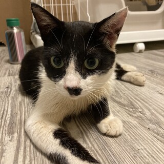 人懐っこい白黒ハチワレくん