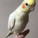 オカメインコ(ルチノー)の里親募集