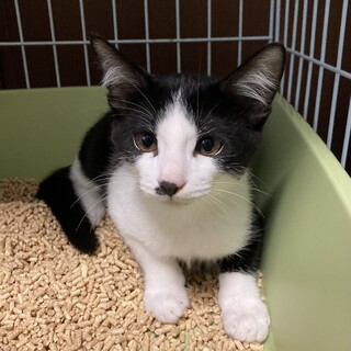 白黒ハチワレの男の子