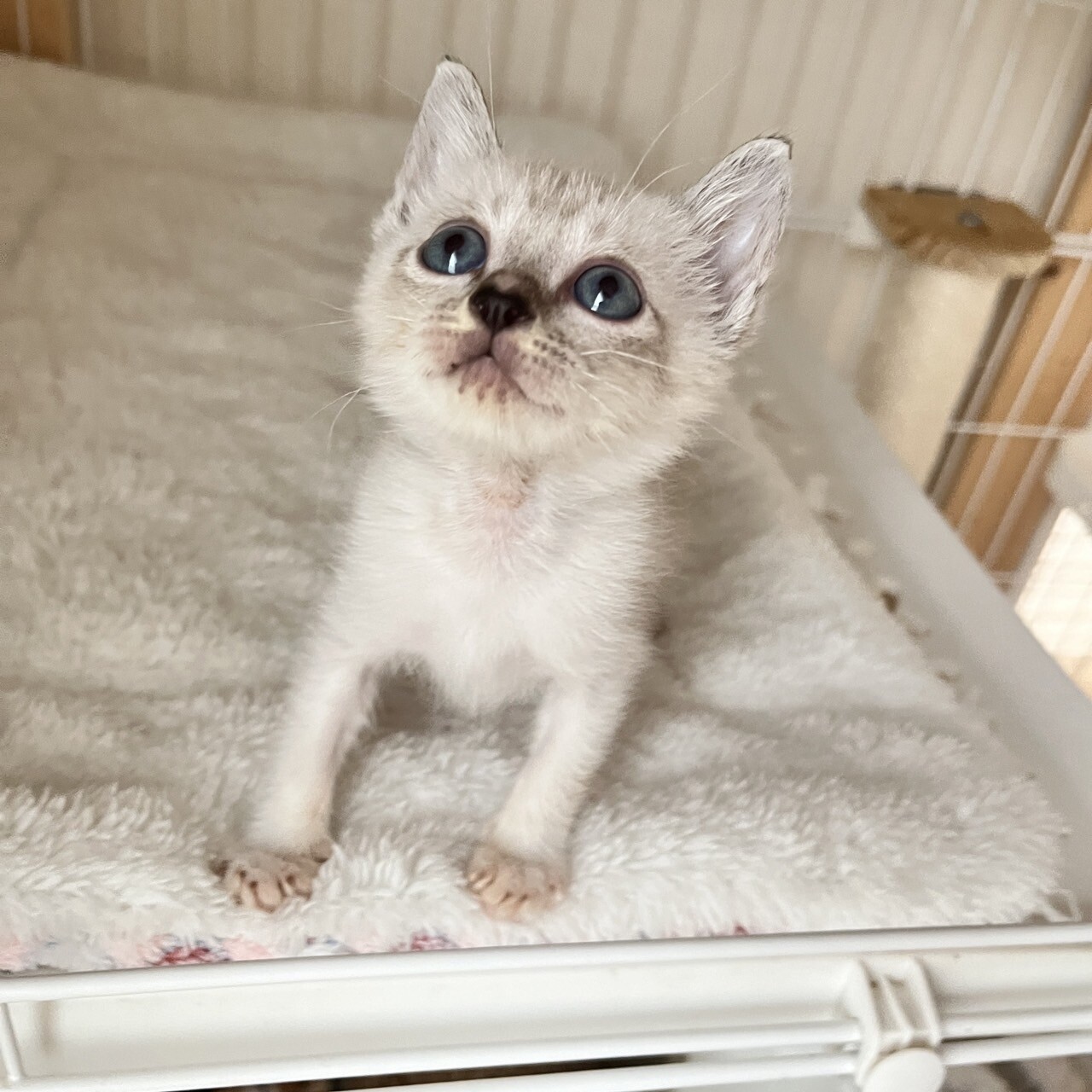 おまとめ中 ジャンピング猫 ブルー系 スイチカ おまとめ中ジャンピング