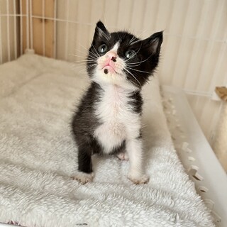 目がまんまるでかわいいハチワレ男の子♪中毛?!