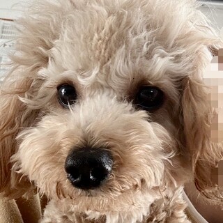 2歳の男の子！たくさん遊んでくださるご家族希望！