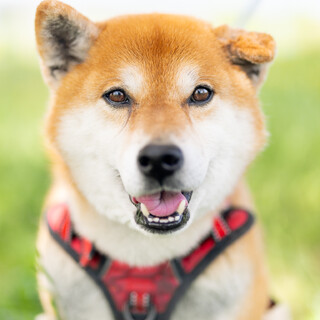 柴犬ハル♂　9歳です