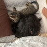 人懐っこい黒キジちゃんの子猫　オス サムネイル7