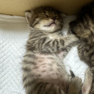 捨て猫の里親様　募集