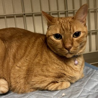 【8/24⭐️泉大津にて譲渡会】参加猫こてつくん