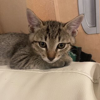 子猫の里親になって下さい