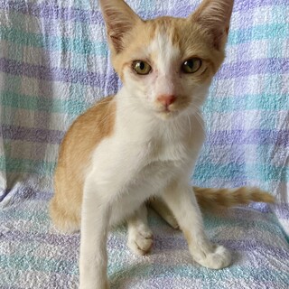 ★懐っこい茶白男の子★