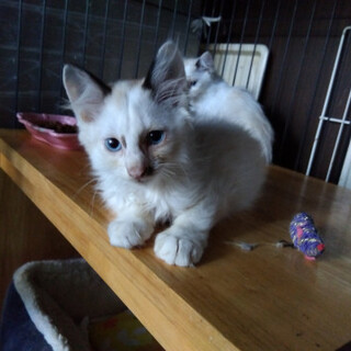 ブルーアイ，毛長ラグドール風ボブ君