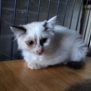 ブルーアイ，毛長ラグドール風メリーちゃん