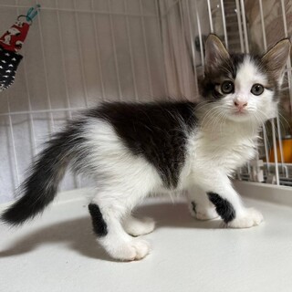 キジ白 男の子 2ヶ月 ネス君