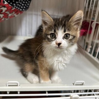 キジ白 女の子 2ヶ月 エニちゃん