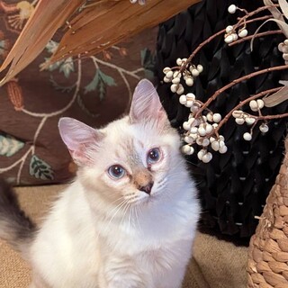 ふわふわブルーアイの美人さん♡すいちゃん