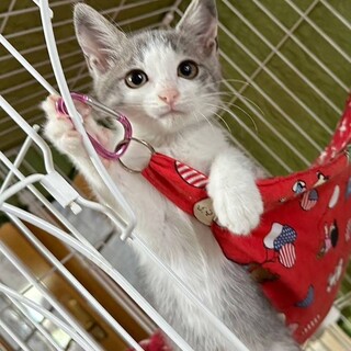 8/18さいたま市岩槻