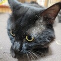 里親募集。黒猫