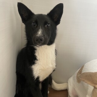 キリッとしたお顔の優しい男の子