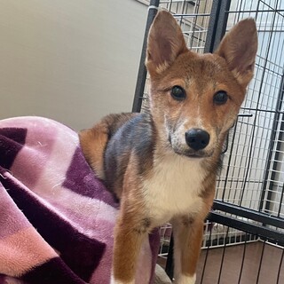 素敵なご縁がありました寄り添ってくれる賢い男の子