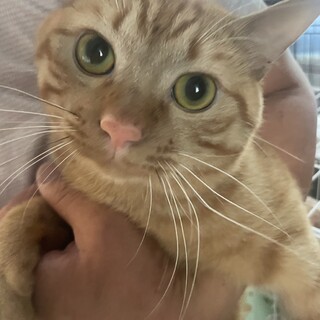 素敵なご縁がありました人懐っこく甘えん坊な茶トラ君