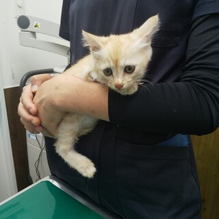 募集停止☆多頭飼育現場で保護☆茶トラの男の子