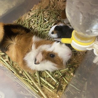 3匹のモルモットの里親募集