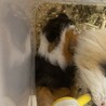 3匹のモルモットの里親募集 サムネイル2