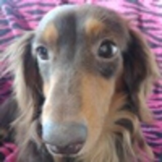 ダックスフンド５歳位　クック君