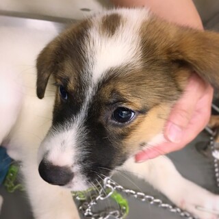 【相談中】かわいい子犬　そうくん　2ヶ月