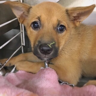 【相談中】かわいい子犬　すずちゃん　2ヶ月