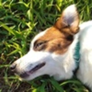 ジャクラッセルテリア♂ダンディ君