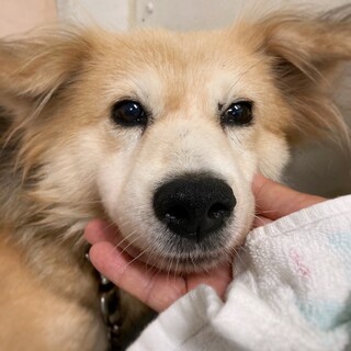 ふさふさ毛並みの　まどかちゃん