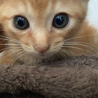 尻尾は巻き巻き！トラマキくん