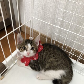 穏やかなムギちゃん