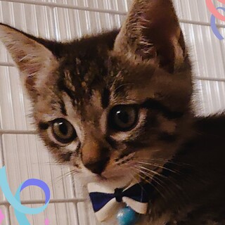 【里親決定✨】ぜんぷが可愛い❤️るるちゃん