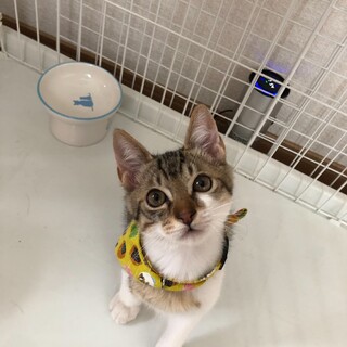 甘えん坊で元気なハルヒ君