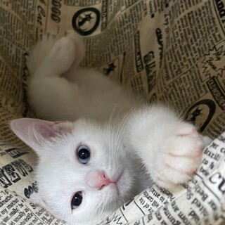 てんま★Active Boy